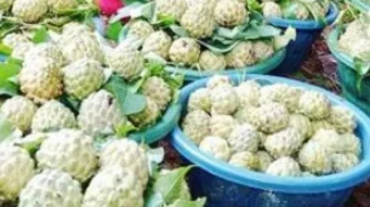 Buah Srikaya Bluto Jadi Primadona Takjil Ramadan di Sumenep