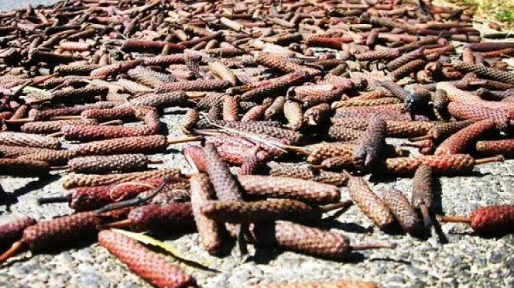 Pemkab Sumenep Kantongi Pencatatan KIK Potensi Indikasi Geografis Cabe Jamu