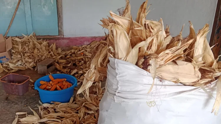 Mengenal Manfaat Kulit Jagung atau Klobot