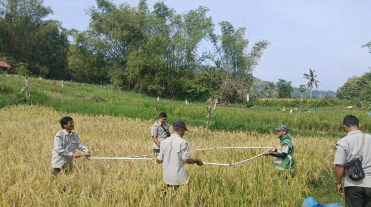 Ukur Potensi Hasil Panen, BPP Lenteng Gelar Ubinan Padi di Dua Desa