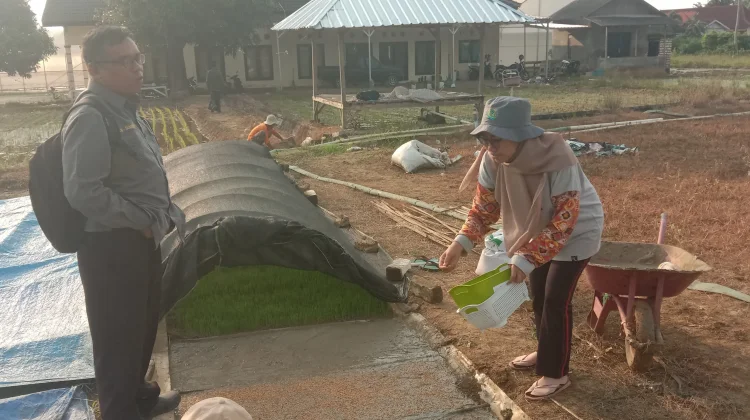 Brigade Pangan Ataneh Atana' Ambunten Semai Padi BK01