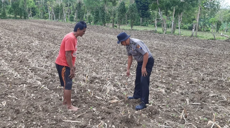 Polsek Batuputih Sumenep Monitoring Tanaman Kacang Tanah Warga