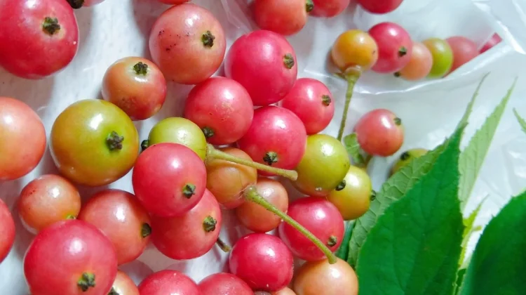 Jus Kersen Fermentasi Berpotensi Cegah Diabetes