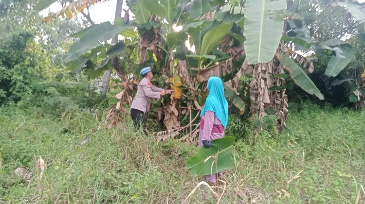Polsek Batuputih Sumenep Dorong Ketahanan Pangan Melalui P2B