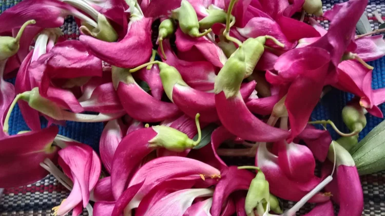 Bunga Lezat, Sayur Alternatif saat Lebaran