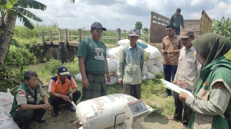 Panen Petani Terjamin, BPP Lenteng bersama Bulog Gelar Sergab di Tiga Desa