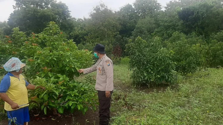 Polsek Batuputih Dukung Ketahanan Pangan Warga Melalui Tanaman Alpukat