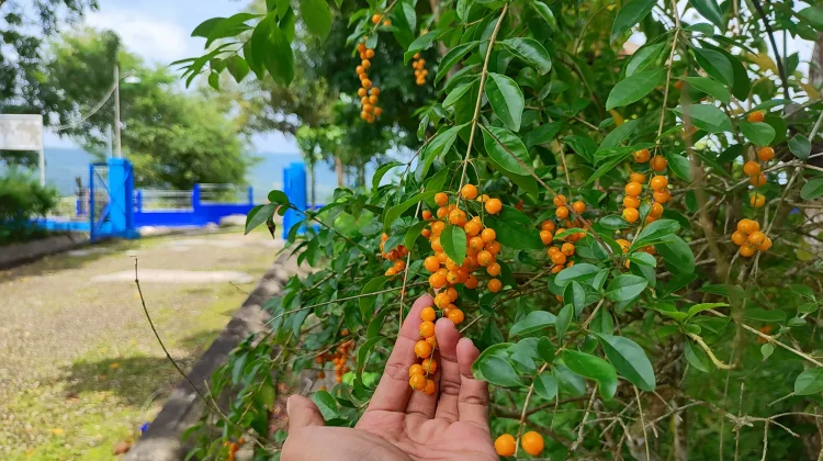 Tumbuhan “Sinyo Nakal”, Tanaman Pagar yang Perlu Diwaspadai