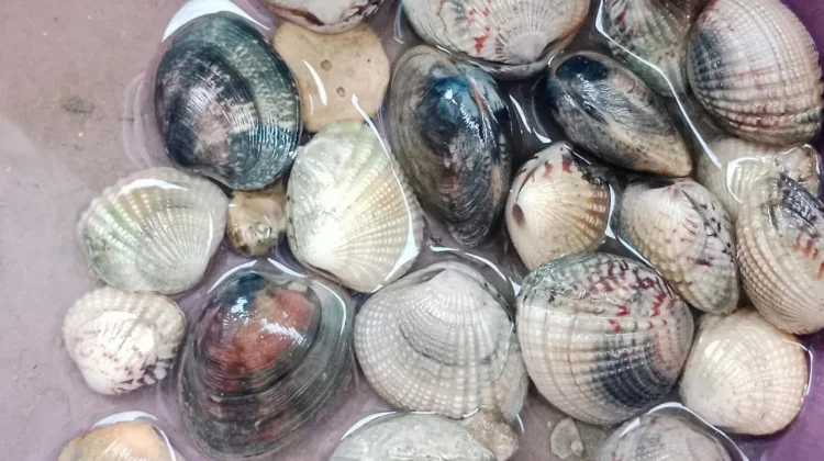 Kerang Laut Mengandung Gizi Tinggi untuk Kesehatan