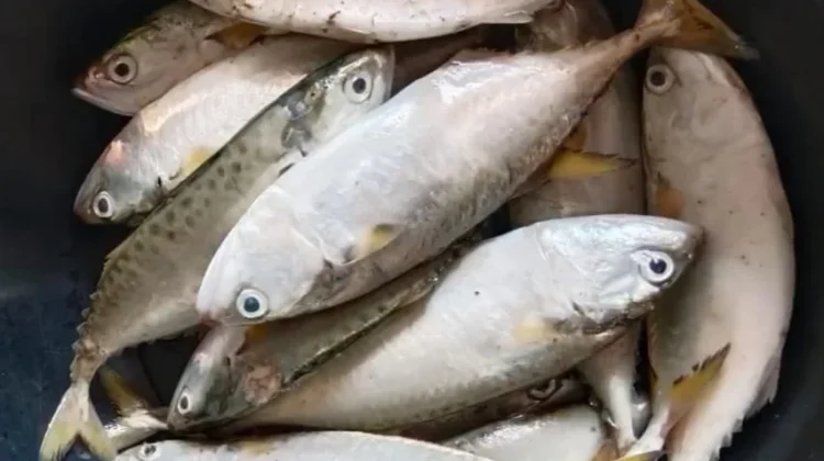 Rahasia Sehat Murah dari Ikan Kembung Bergizi Tinggi