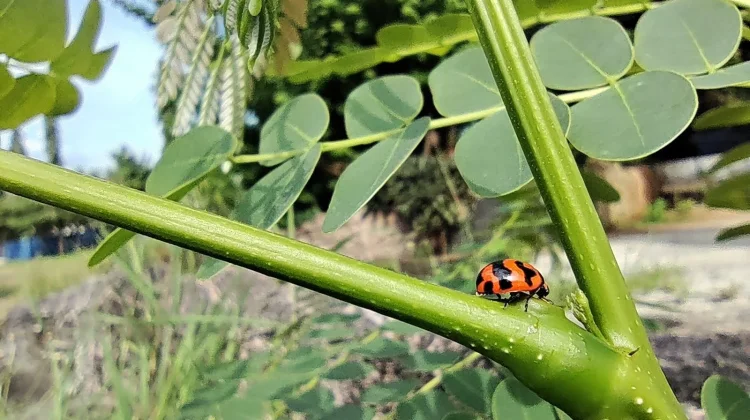 Kumbang Koksi Serangga Cantik Penjaga Alami Tanaman Pertanian