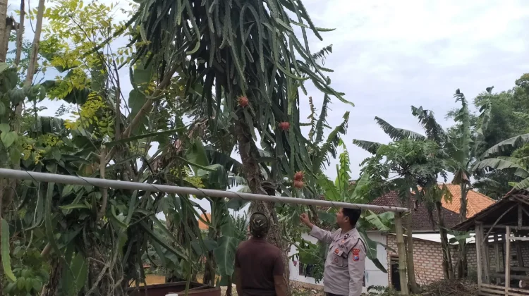 Polsek Batuputih Sumenep Dukung Pekarangan Pangan Bergizi