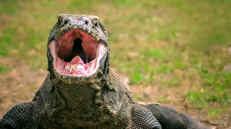 Jadi Program "Breeding Loan", Komodo akan "Tinggal Sementara" di Jepang