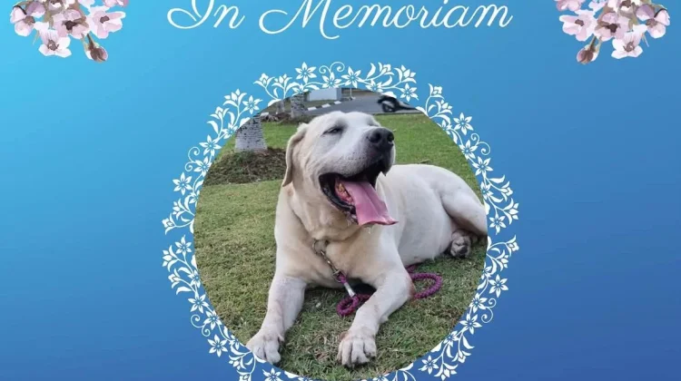 In Memoriam Pongky, Anjing K9 BNN Mengabdi 12 Tahun dalam Pemberantasan Narkoba