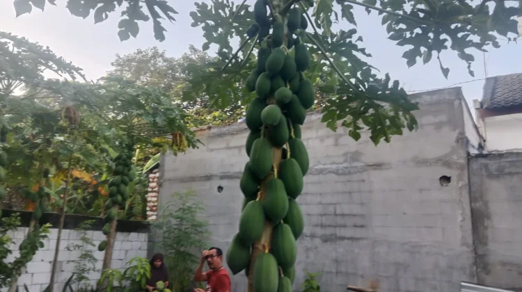 Berkebun di Lahan Sempit Hasilkan Pepaya Melimpah