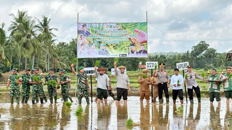 BPP Batang - Batang Sumenep Genjot Tanam Padi Jagung