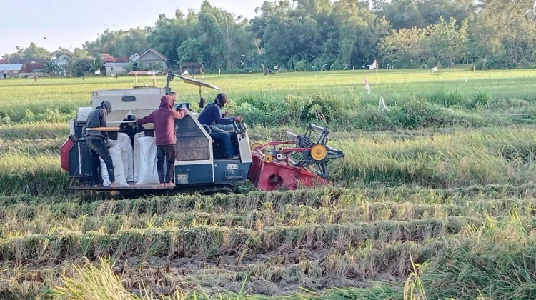 Diserang Hama Keong dan Wereng, Hasil Panen Padi di Sumenep Menurun