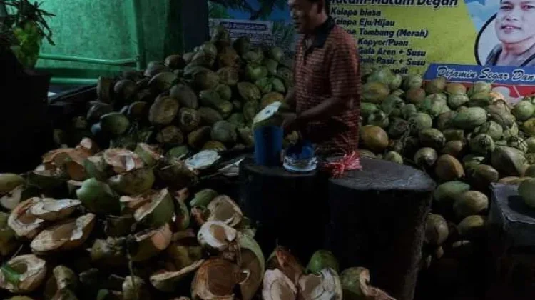 Harga Kelapa Muda Normal, setelah Tinggi saat Ramadan