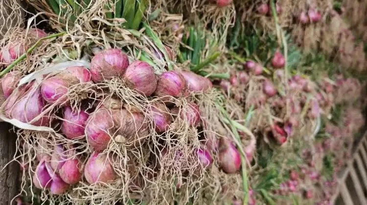 HDDAP Fokus Kembangkan Pisang, Cabai dan Bawang Merah di Lima Kecamatan