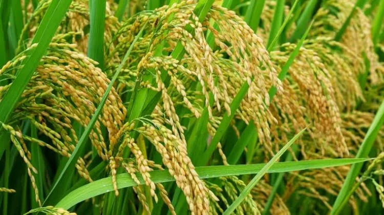 Produksi Padi di Desa Paberasan Meningkat, Stok Pangan Dinilai Aman