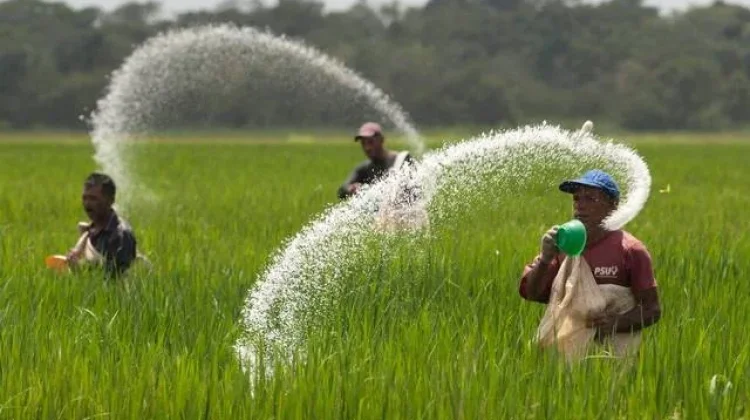 Petani Sumenep Hadapi Tantangan Pupuk, Harap Distribusi Lebih Merata