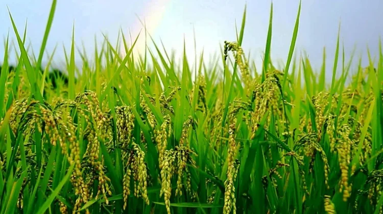 Serapan Gabah Bulog Madura Capai 4.000 Ton di Periode Pertama