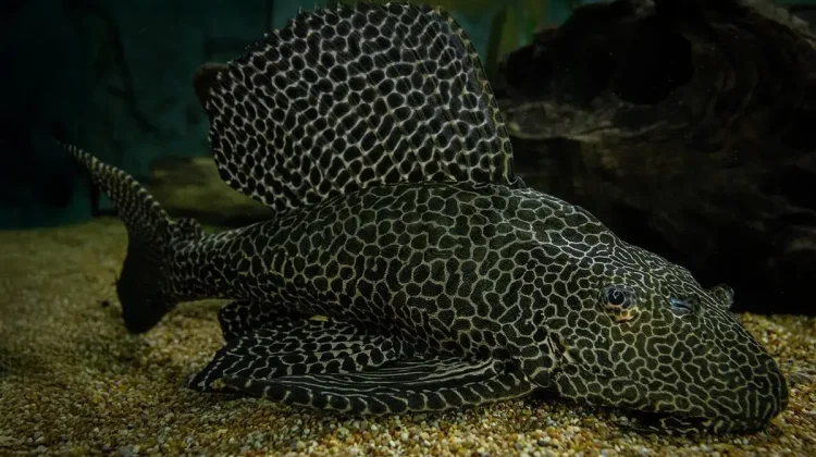 Ikan Sapu Sapu Ancam Ekosistem Perairan Tawar