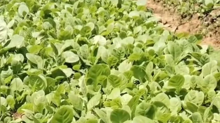 Petani Sumenep Mulai Sibuk Sambut Musim Tembakau