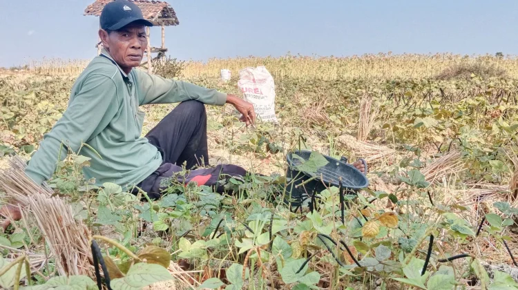 Kacang Hijau Sumenep Panen, Harga Tembus Rp24.000 Perkilo