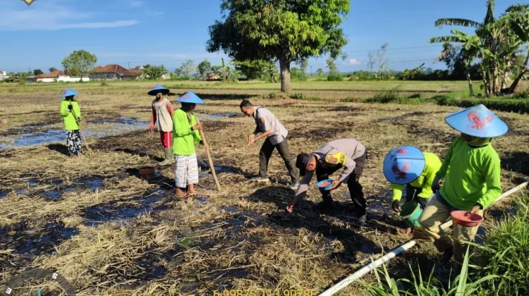 Polsek Gapura Sumenep Dukung Ketahanan Pangan