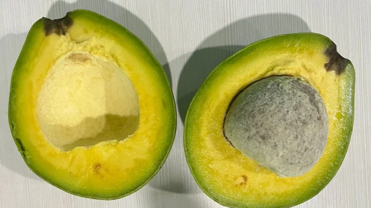 Alpukat, Si Hijau Kaya Nutrisi yang Baik untuk Tubuh
