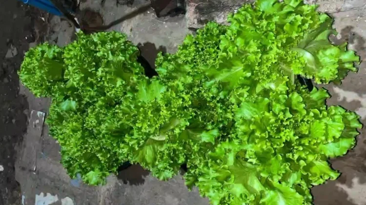 Simpan Selada Air dengan Cara Ini, Dijamin Tahan Lama