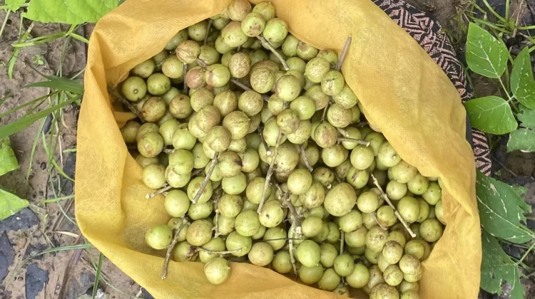 Kesambi, Tanaman Tangguh dengan Banyak Manfaat dari Alam