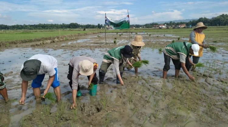 BPP Lenteng Gelar Gerakan Percepatan Tanam Serempak se-Jawa Timur