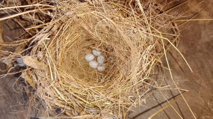 Kapan Tepatnya Burung Mulai Siap Bertelur?