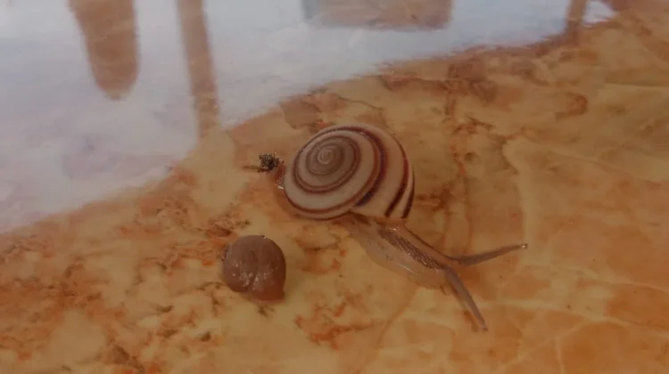 Siput Tak Sekadar Hama, Ini Manfaatnya!