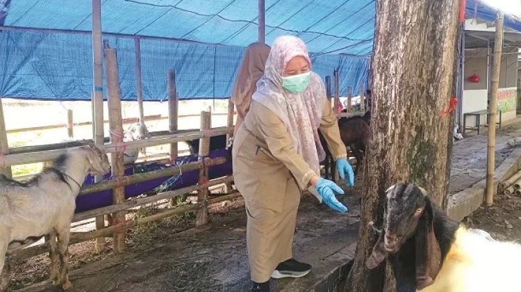 DKPP Sumenep Intens Awasi Hewan Ternak jelang Idul Adha