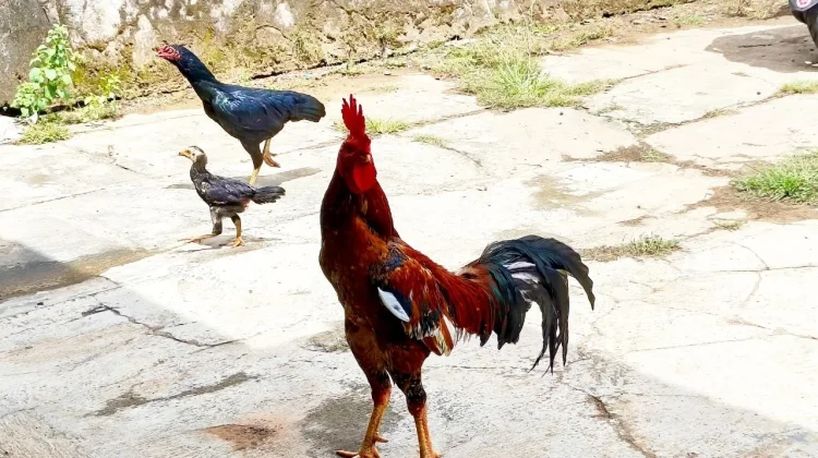 Penasaran? Ini Alasan Mengapa Ayam Jago Rajin Berkokok!