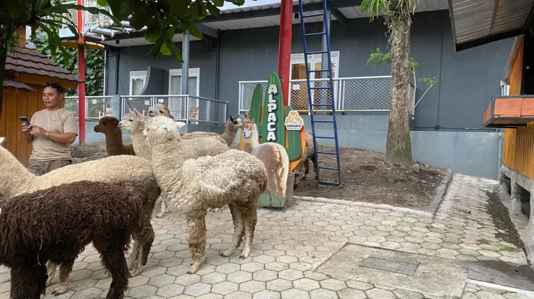 Serunya Berinteraksi dengan Alpaca: Wisata Edukasi yang Kian Diminati