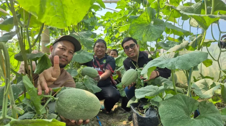 Desa Alas Malang Raas Kembangkan Melon The Blues