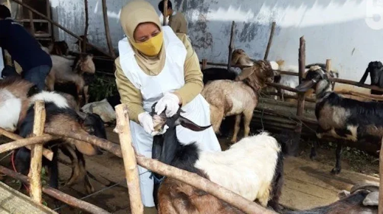 Lapak Penjualan Hewan Ternak di Sumenep Wajib Kantongi Ijin