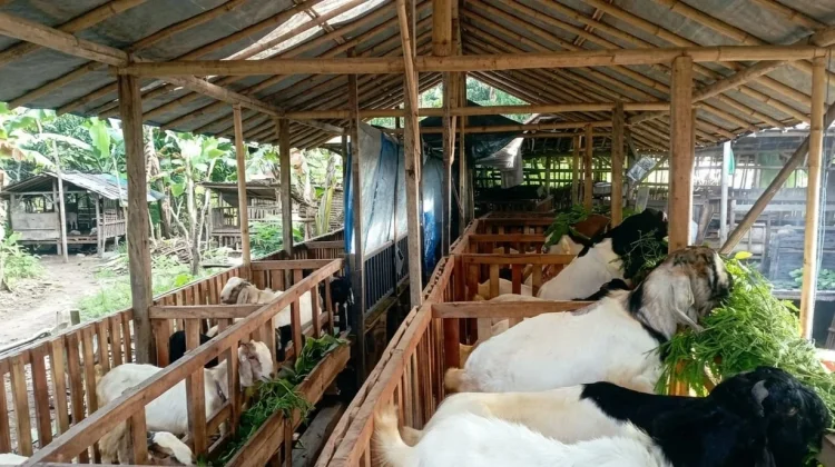 Panduan Tepat Memilih Hewan Kurban Sesuai Syariat Islam