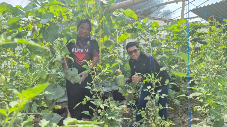 Melon dan Tomat di Raas Topang Program Ketahanan Pangan Presiden