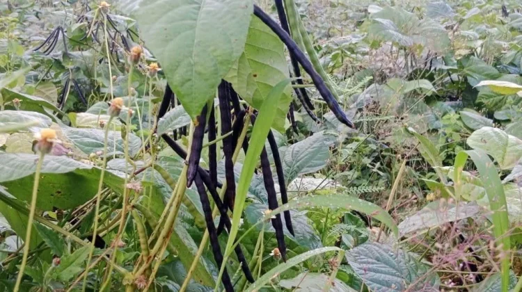 Harga Kacang Hijau Turun saat Puncak Panen