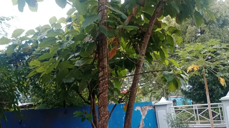 Kenali Ukuran Pohon Jati sebelum Menjualnya