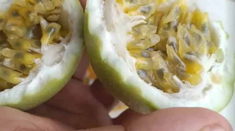 Rasa Unik Buah Markisa Kembali Digemari