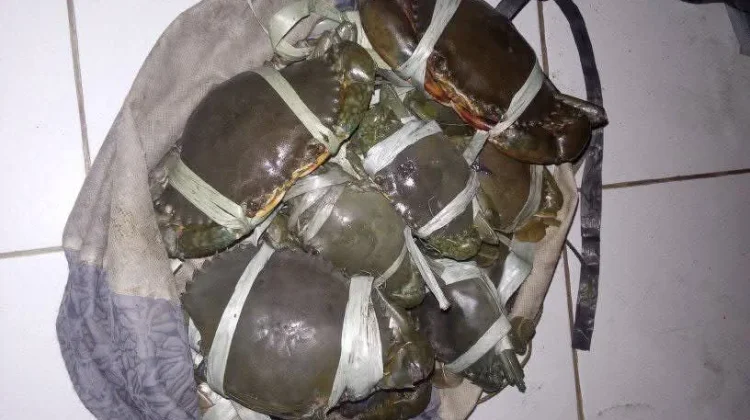 Mencari Kepiting untuk Menyambung Hidup