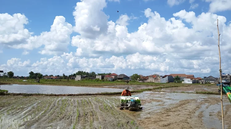 Rice Transplanter Bantu Percepatan Tanam dan Tekan Biaya Petani Pangarangan