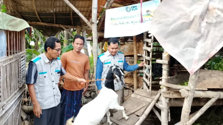 Bantu Tingkatkan Ekonomi Warga, YBM PLN Berikan Bantuan Ternak