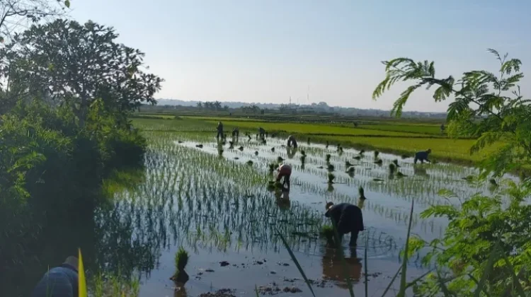 Sumenep Hari Ini Cerah Berawan Waspadai Sinar Matahari Berbahaya